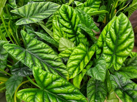 Alocasia Sinuata Quilted Dreams Care | Care Guide | Plant Proper