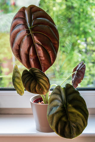 Alocasia Venusta Care | Care Guide | Plant Proper