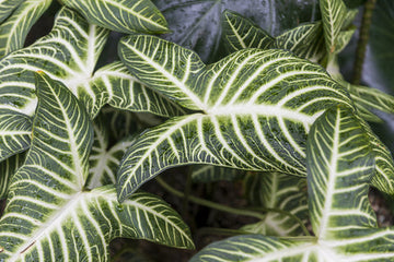 Alocasia Zebrina Care | Care Guide | Plant Proper