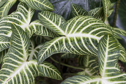 Alocasia Zebrina Care | Care Guide | Plant Proper