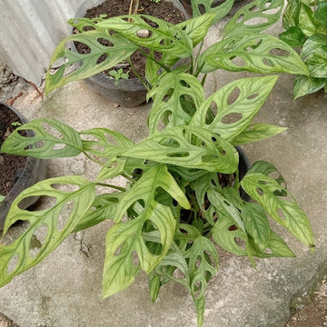 Amydrium Medium Silver | Care Guide | Plant Proper
