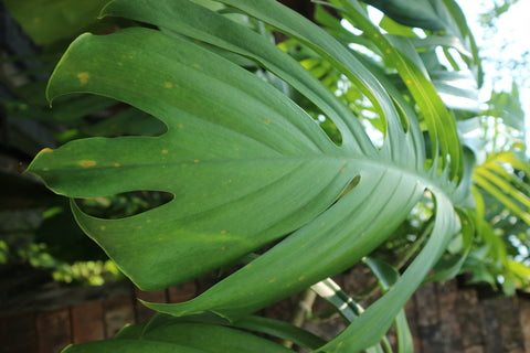 Amydrium Medium Spiderman Care | Care Guide | Plant Proper