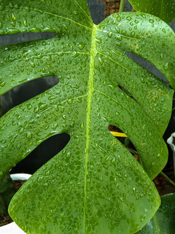 Amydrium Zippelianum Care | Care Guide | Plant Proper
