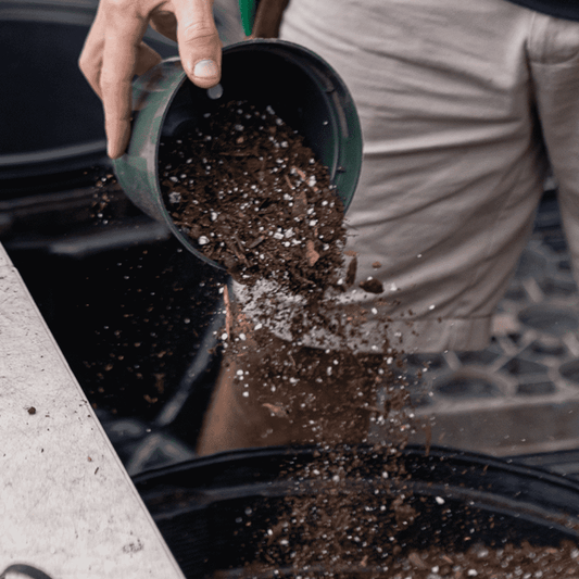 Are Coffee Grounds Good For House Plants | Plant Proper
