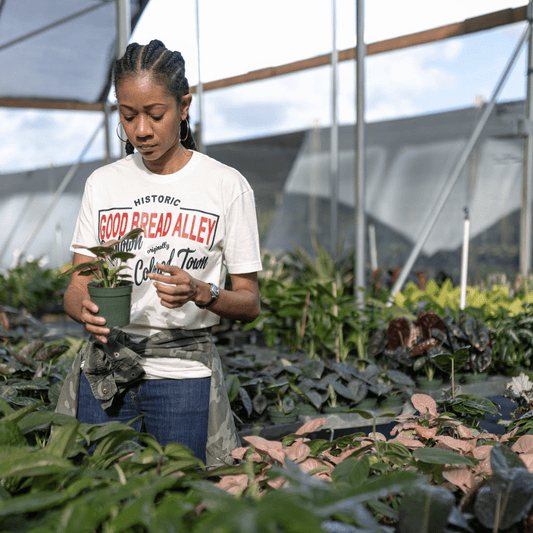 Houseplants for Sale | Plant Proper
