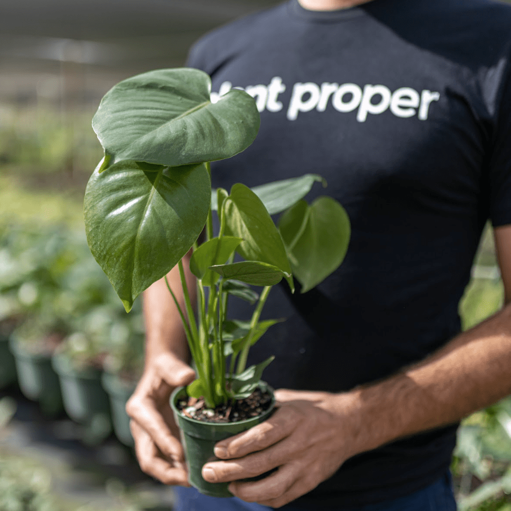 Asian Plants | Always Affordable at Plant Proper