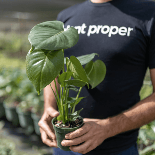 Asian Plants | Always Affordable at Plant Proper