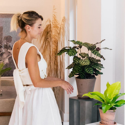 How to Keep Cats Away from House Plants | Plant Proper