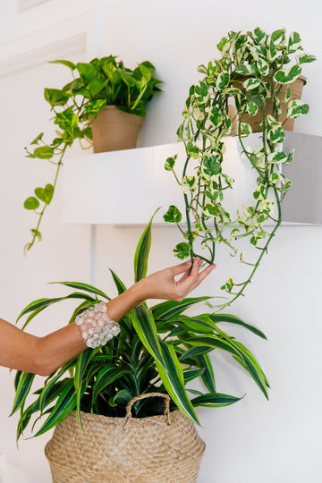 What Type of Light is Best for Growing Indoor Plants? | Plant Proper