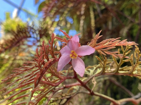 Begonia Bipinnatifida Care | Care Guide | Plant Proper