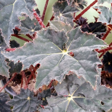 Begonia Black Magic Care | Care Guide | Plant Proper
