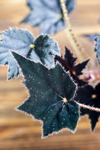 Begonia Black Velvet Care | Plant Guide | Plant Proper