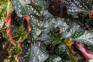 Begonia Cracklin Rosie Care | Care Guide | Plant Proper