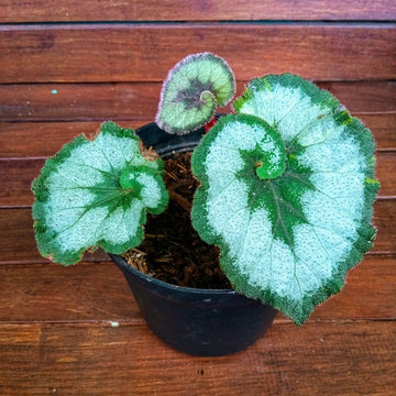 Begonia Geometry Care | Care Guide | Plant Proper