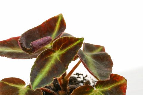 Begonia Listada Care | Plant Guide | Plant Proper