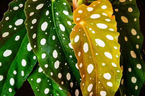 Begonia Maculata Care | Care Guide | Plant Proper