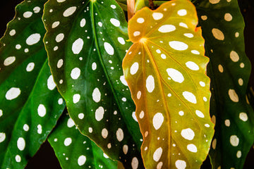 Begonia Maculata Care | Care Guide | Plant Proper