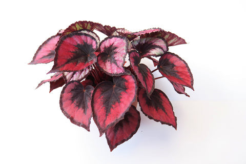 Begonia Red Kiss Care | Care Guide | Plant Proper