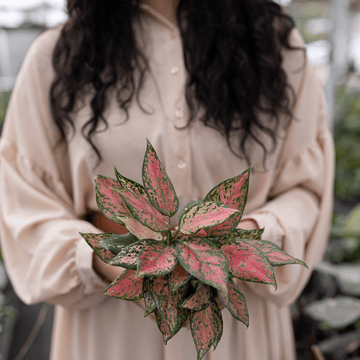 Benefits of House Plants | Plant Proper