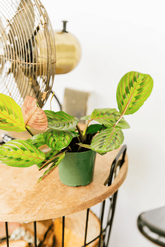 What Are the Best Plants for Low Light? | Plant Proper