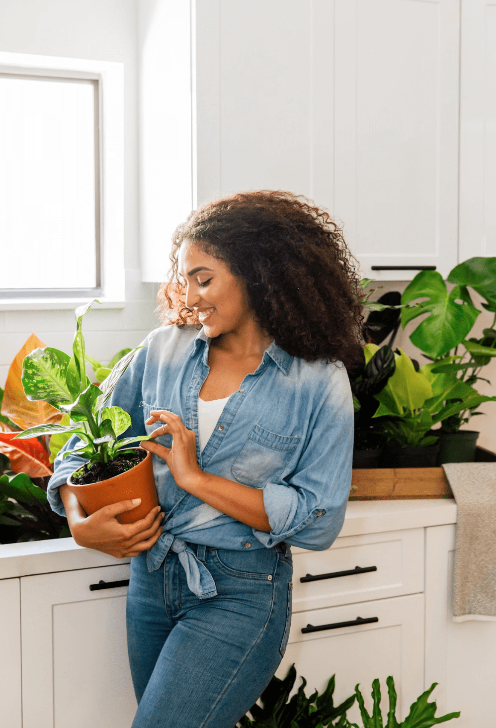 Best Smelling House Plants | House Plants | Plant Proper