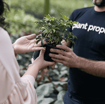 Best Plants To Give As Gifts | House Plants | Plant Proper