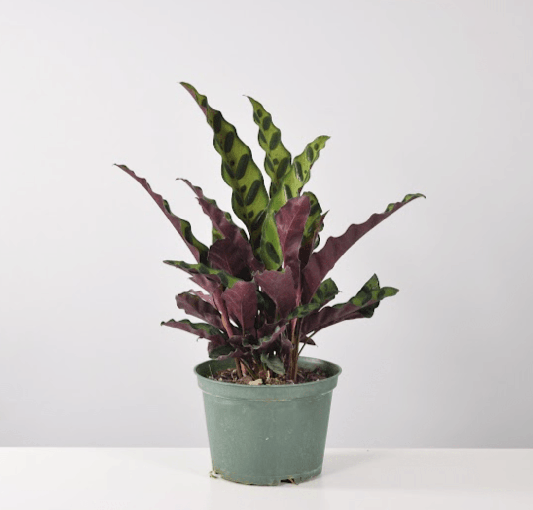 Brazil Plants | Plant Proper
