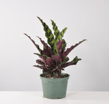 Brazil Plants | Plant Proper