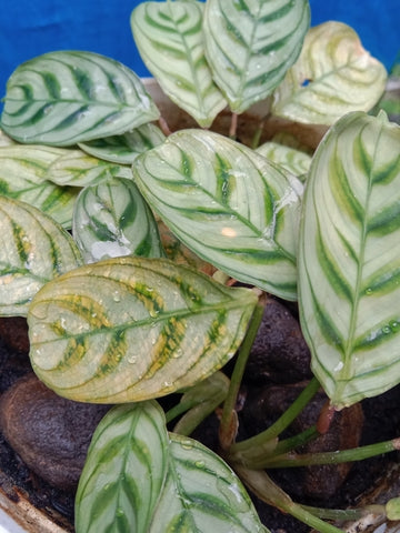 Calathea Burle Marx Care | Care Guide | Plant Proper