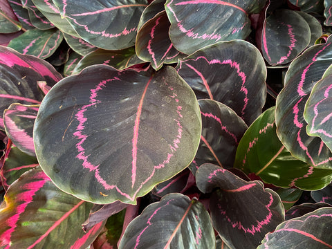 Calathea Dottie Care | Care Guide | Plant Proper