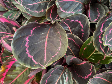 Calathea Dottie Care | Care Guide | Plant Proper