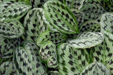 Calathea Exotica Care | Care Guide | Plant Proper