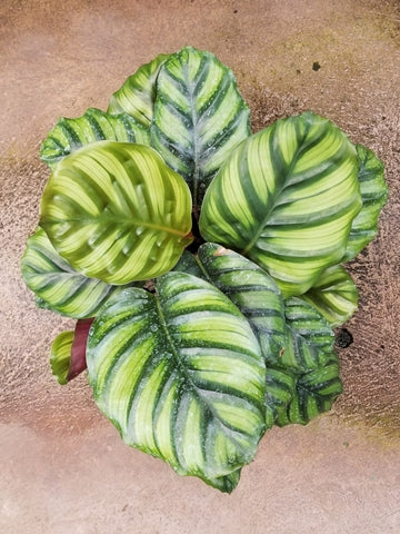 Calathea Fasciata Care | Care Guide | Plant Proper