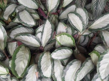 Calathea Jungle Velvet Care | Care Guide | Plant Proper
