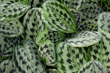 Calathea Lancifolian Care | Care Pages | Plant Proper