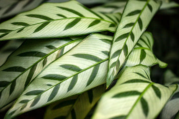 Calathea Leopardina Care | Care Guide | Plant Proper