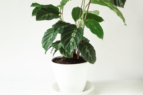 Calathea Maui Queen Care | Care Guide | Plant Proper