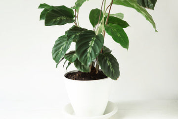 Calathea Maui Queen Care | Care Guide | Plant Proper