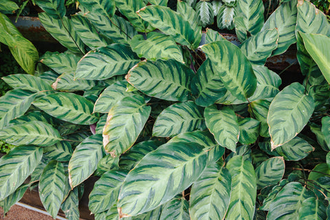Calathea Misto Care | Care Guide | Plant Proper