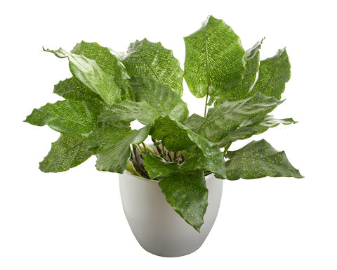 Calathea Musaica Care | Care Guide | Plant Proper