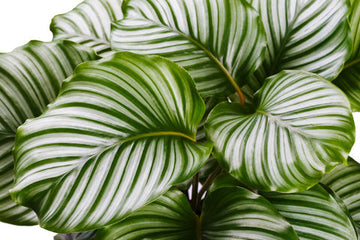 Calathea Orbifolia Care | Care Guide | Plant Proper