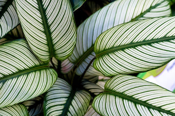 Calathea Ornata Care | Care Guide | Plant Proper