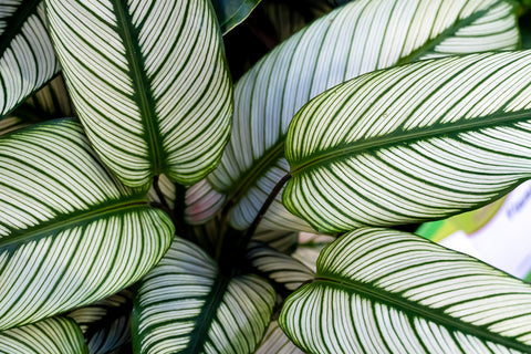 Calathea Ornata Care | Care Guide | Plant Proper