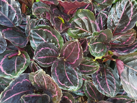 Calathea Peacock Care | Plant Guide | Plant Proper