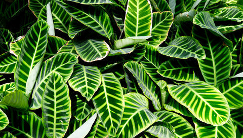 Calathea Royal Standard Care | Care Guide | Plant Proper