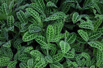 Calathea Zebrina Care | Plant Guide | Plant Proper