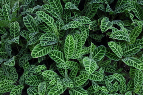 Calathea Zebrina Care | Plant Guide | Plant Proper