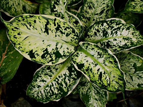 Dieffenbachia Compacta Care | Care Guide | Plant Proper