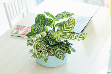 Dieffenbachia Reflector Care | Care Guide | Plant Proper