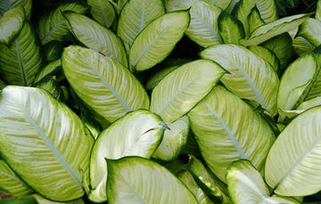 Dieffenbachia Tropic Marianne Care | Plant Proper